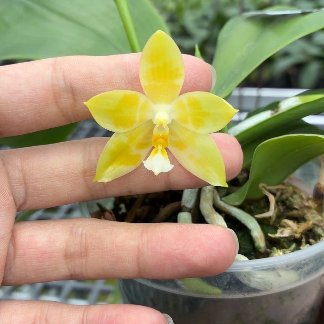 当前无花朵，栽培后可花朵A2805yss1168