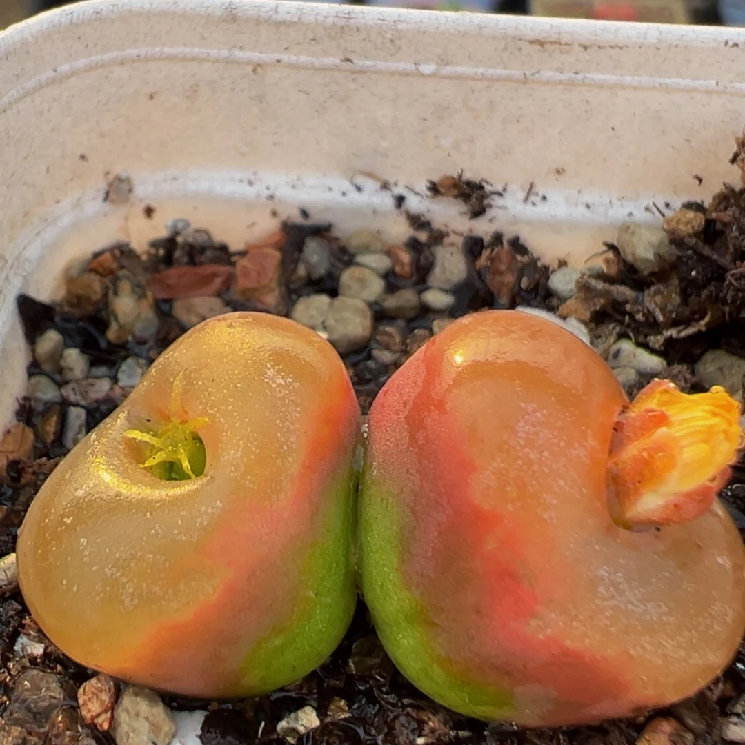 171多肉植物百科植物