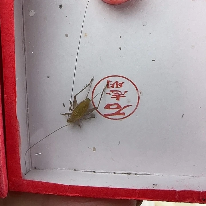 蟋蟀石志明特级精品大黄蛉一只…………