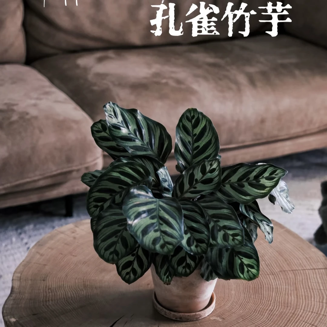 孔雀竹芋盆栽室内绿植彩叶植物四季常青好养吸甲醛观叶花卉