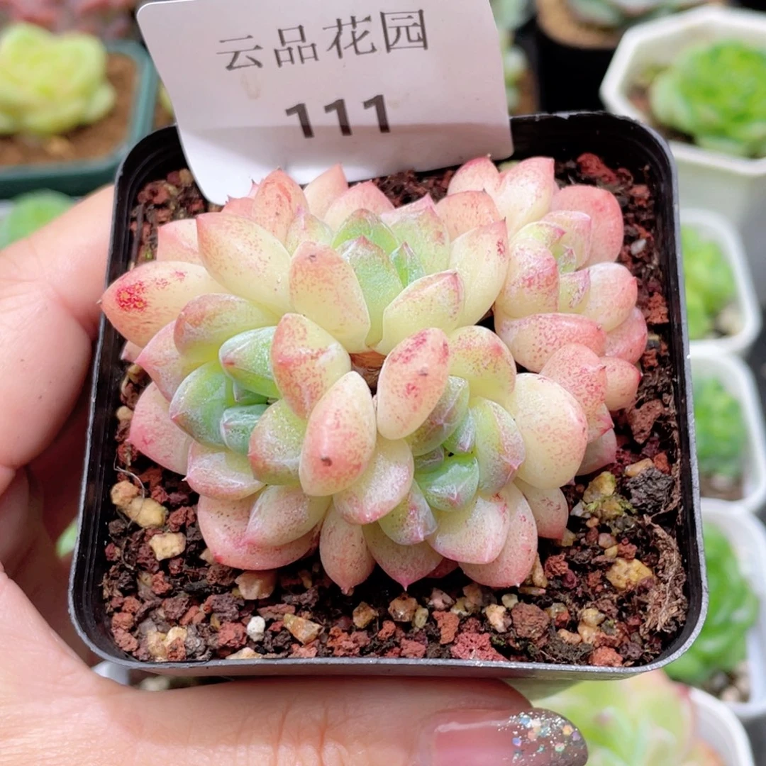 111号糖心冰心珍妮