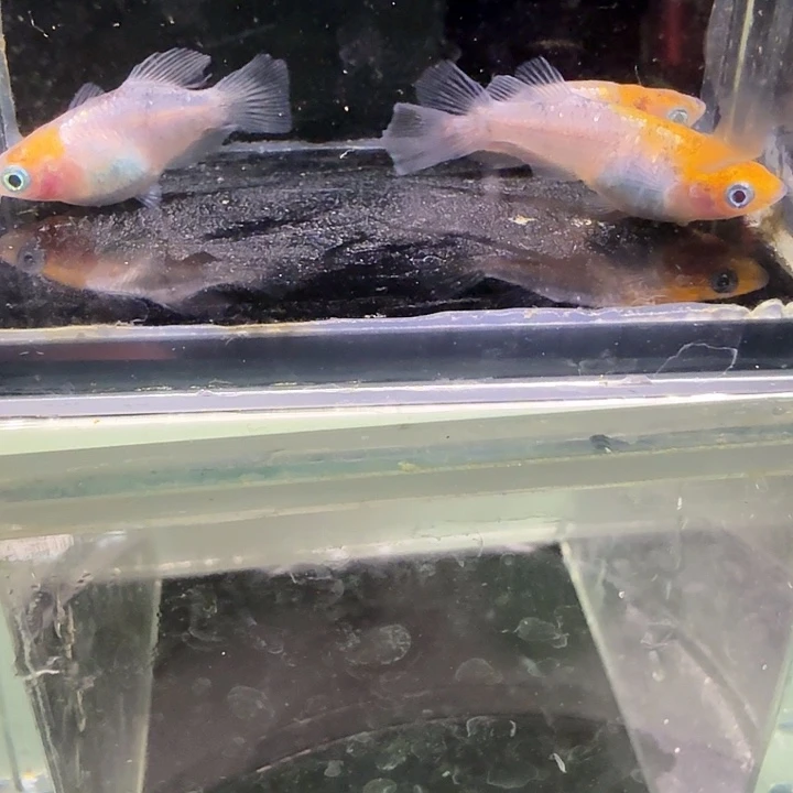 青鳉鱼一物一拍864