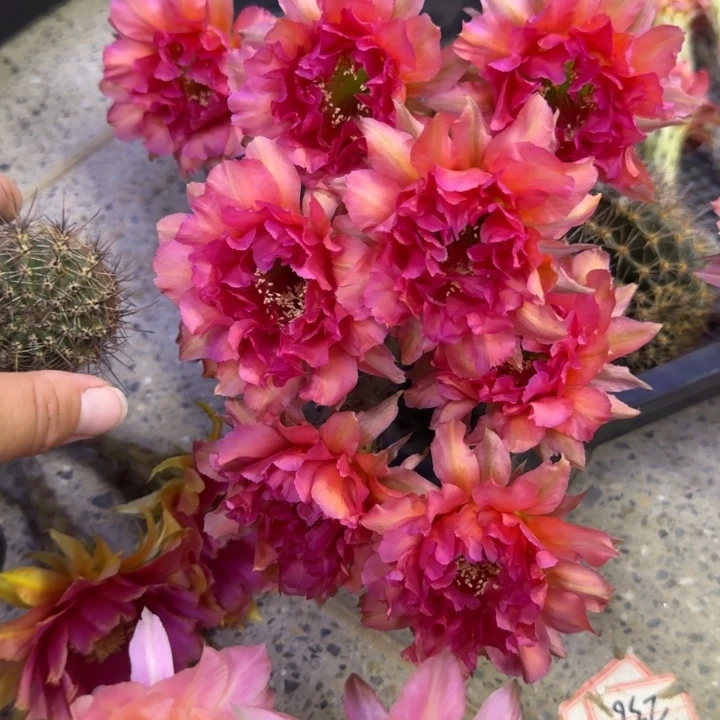 308彩草舞后歪无根侧牙3到4公分左右，20包邮