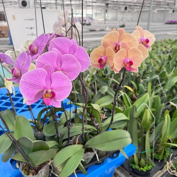 e福利款蝴蝶兰3.0寸加高杯（新老客户请注意：不售后，下单谨慎）