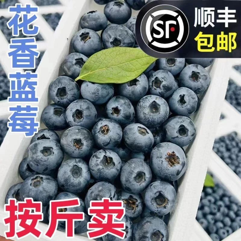 丹东蓝莓现摘现发维生素之王好果好品质顺丰冷链
