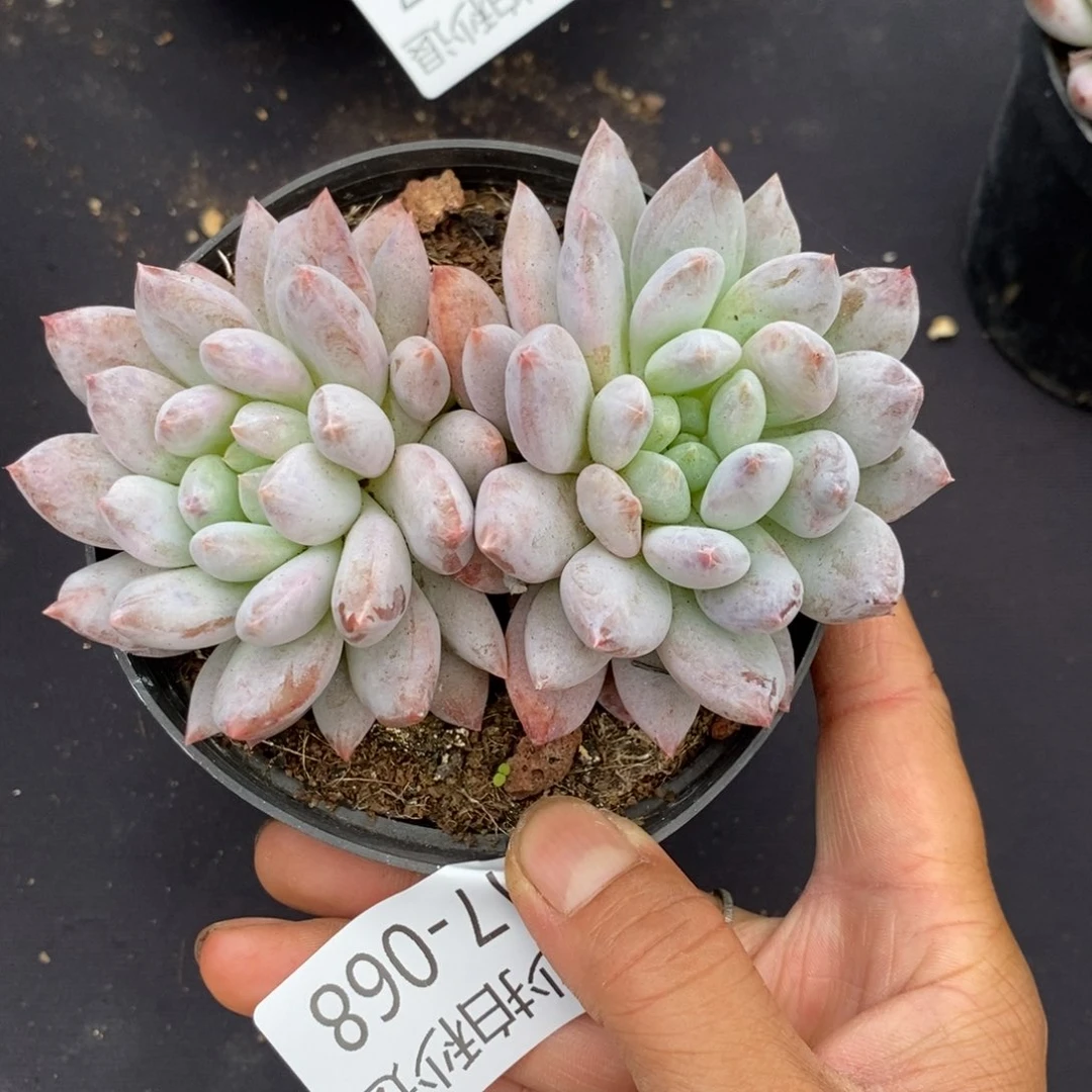 勿秒拍秒退 917-068凯普顿
