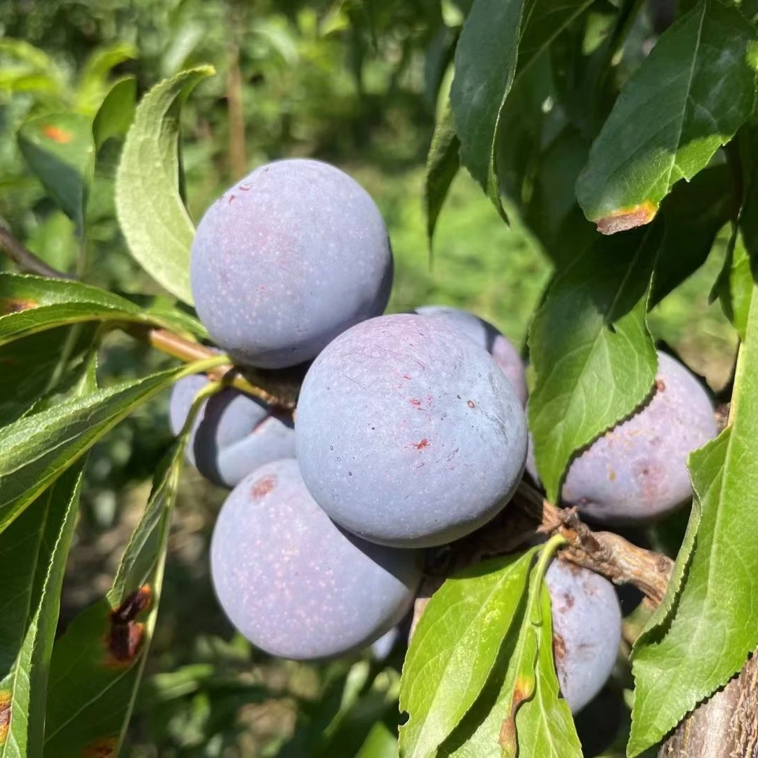 巴山老幺四川现摘现发脱骨脆红李新鲜当季脆甜多汁高山水果