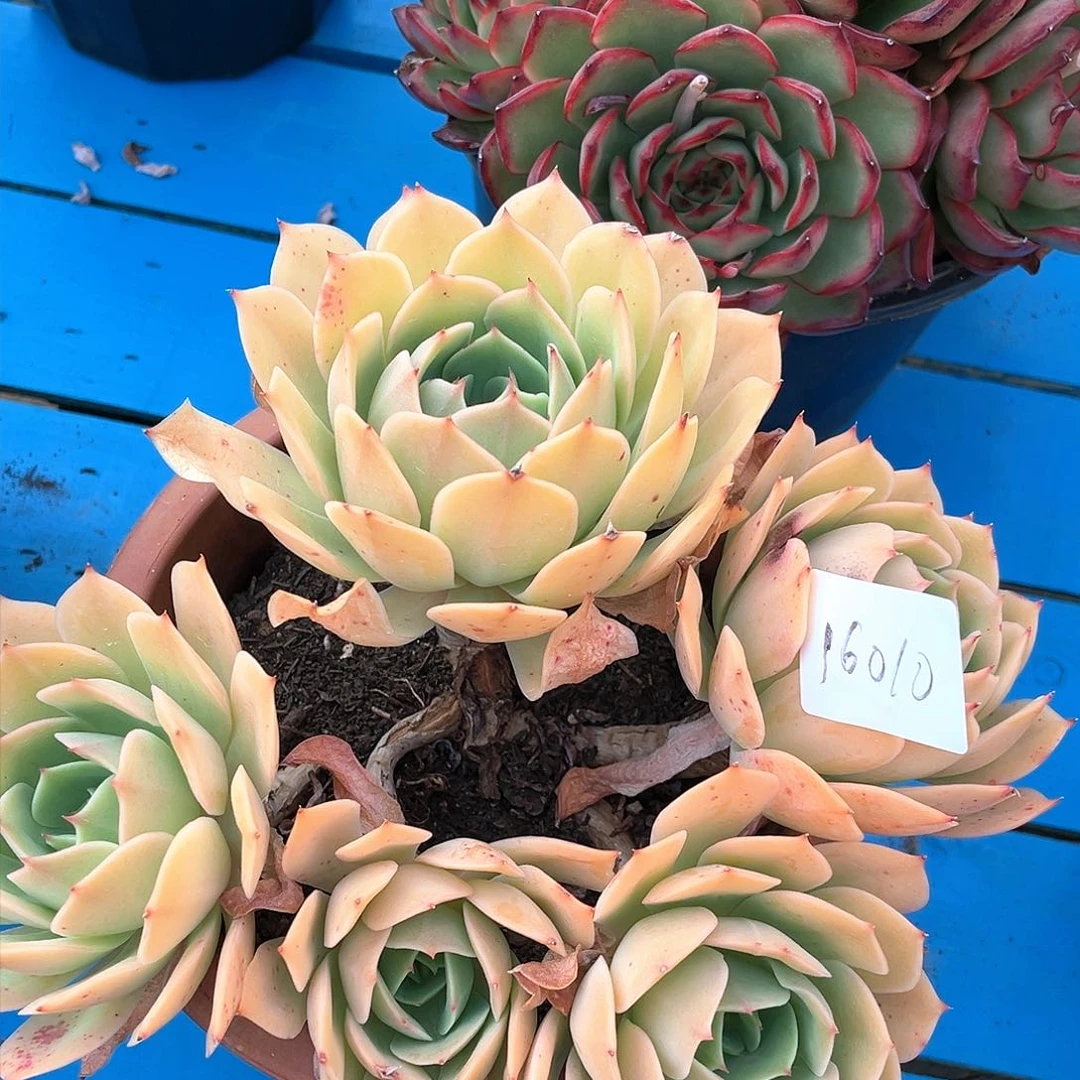 黄玫瑰群生16010