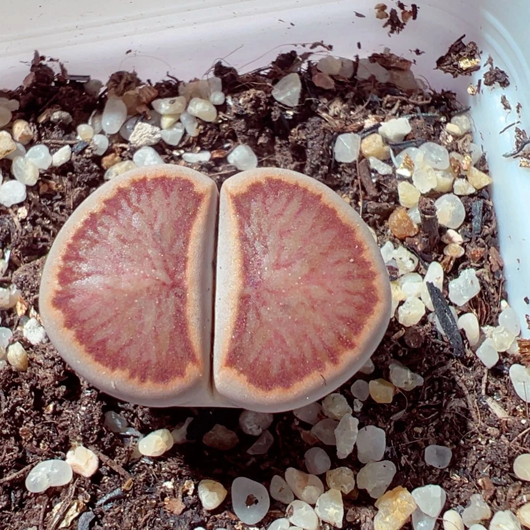 106-579多肉多肉菊菊