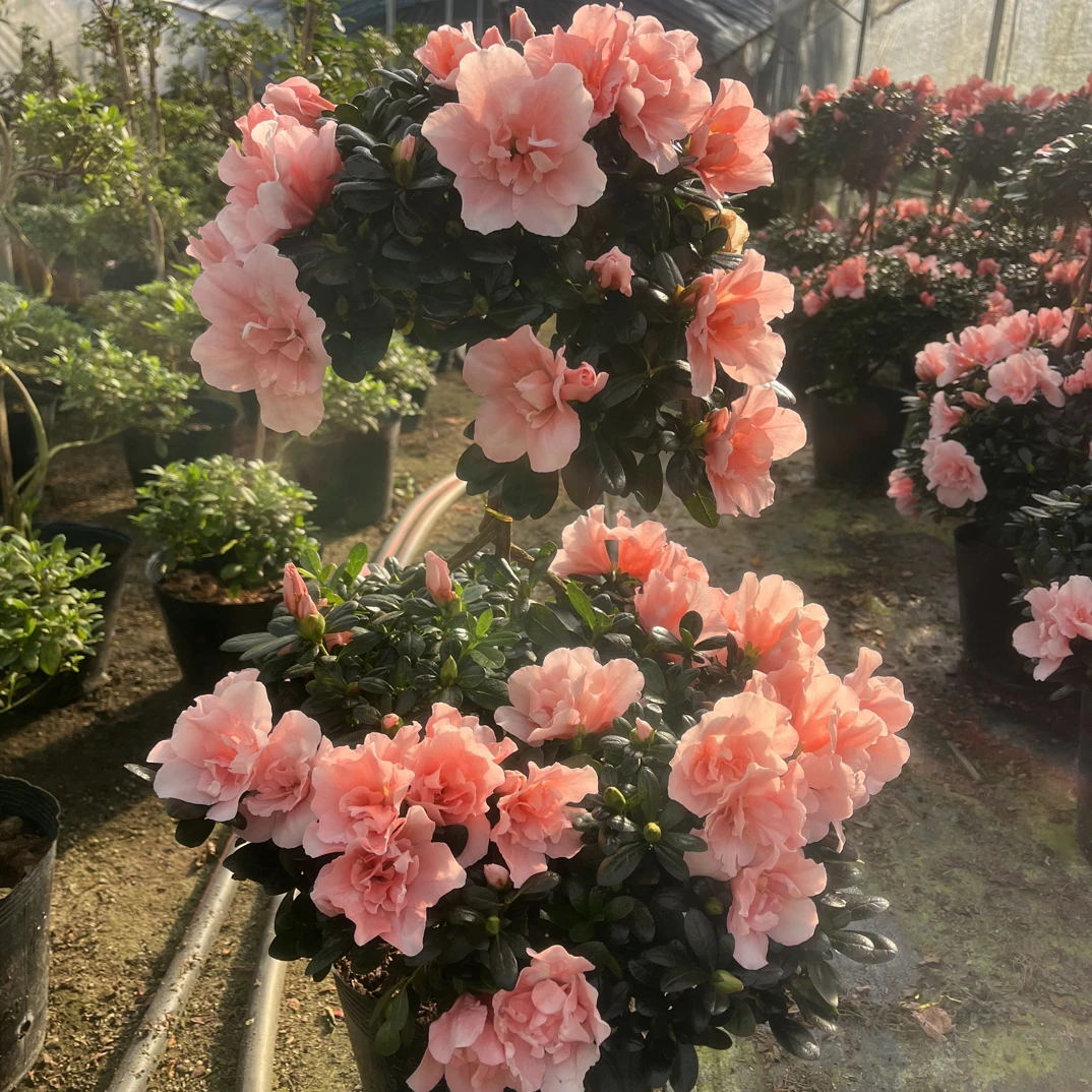 双层粉色带造型杜鹃花盆栽带花苞室内外好养易活花卉盆栽花卉