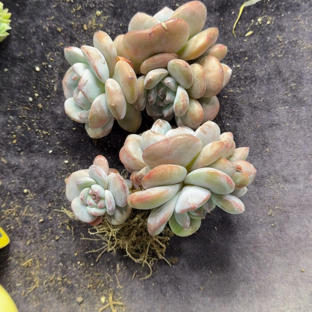 两颗星影有砍一物一拍