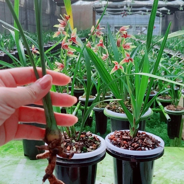 无花朵精品购物嚯嚯老头