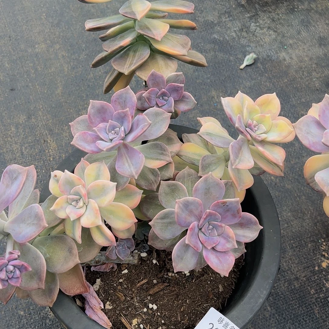 风****3紫乐锦20019