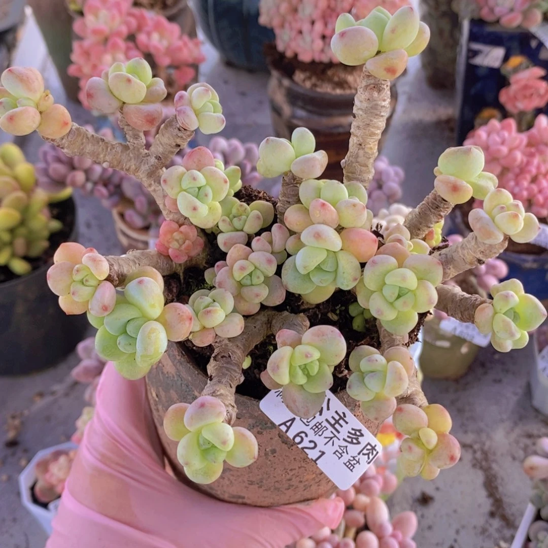 劳尔老桩13cm621多肉
