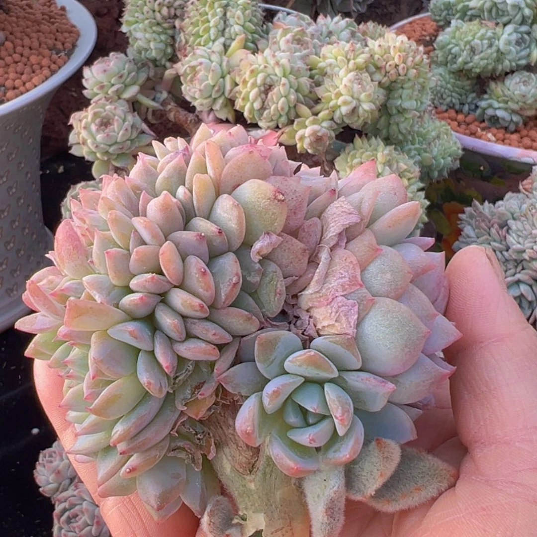 ?*?新年快乐啊宝宝q88888888