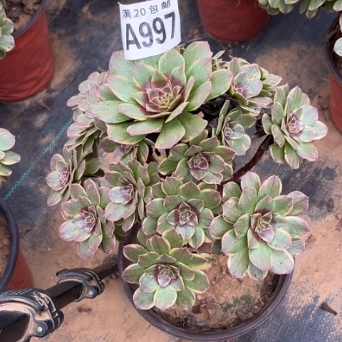 997半夏不包断枝