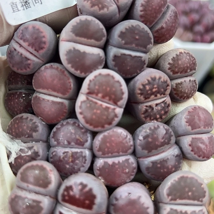 8822 好养易活生石花大母本19个