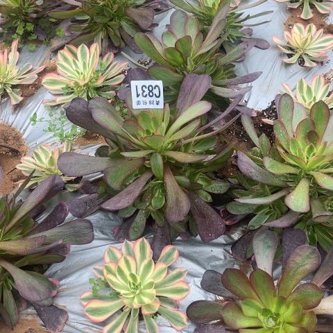 831爱神不包断枝