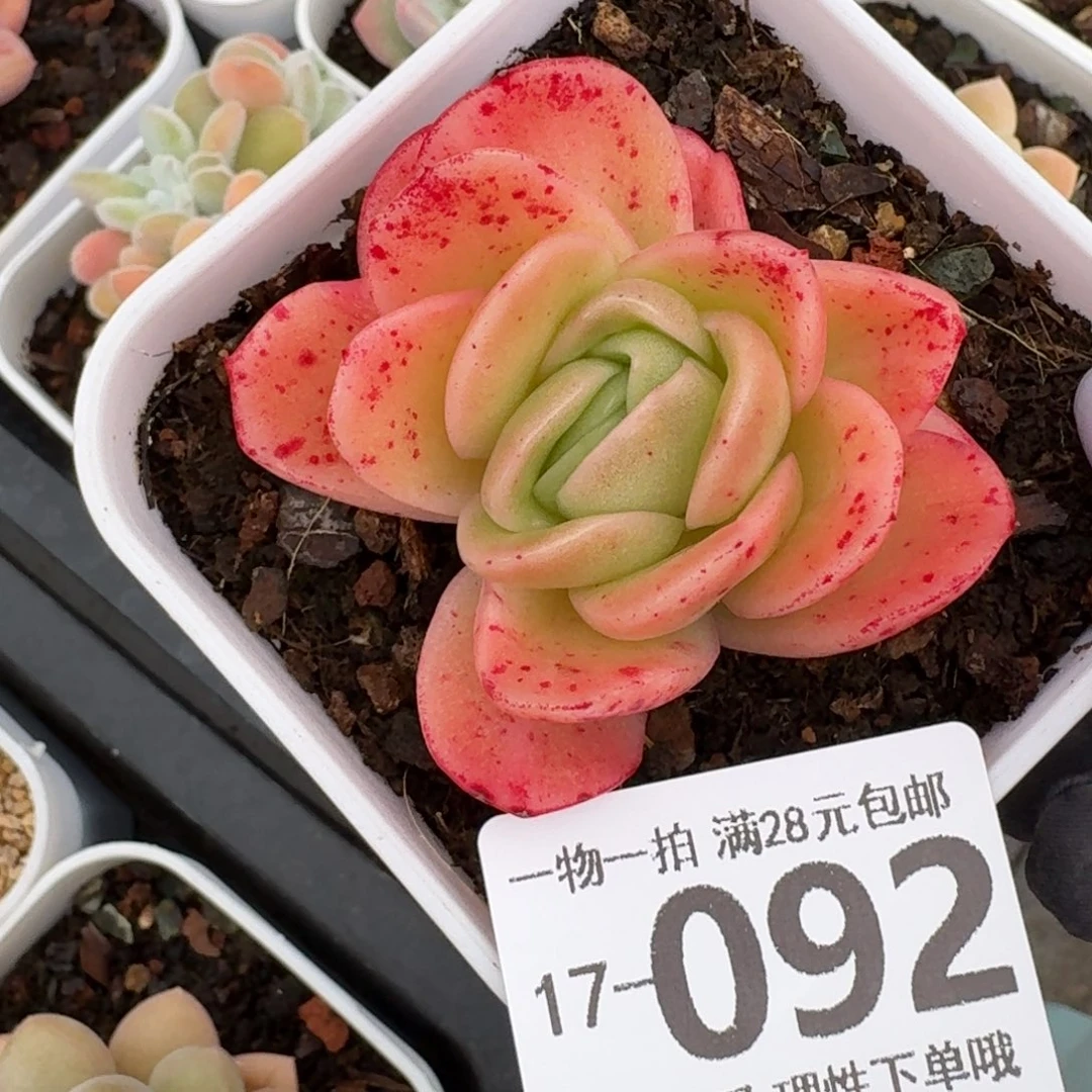 冰玫瑰无盆土发货无