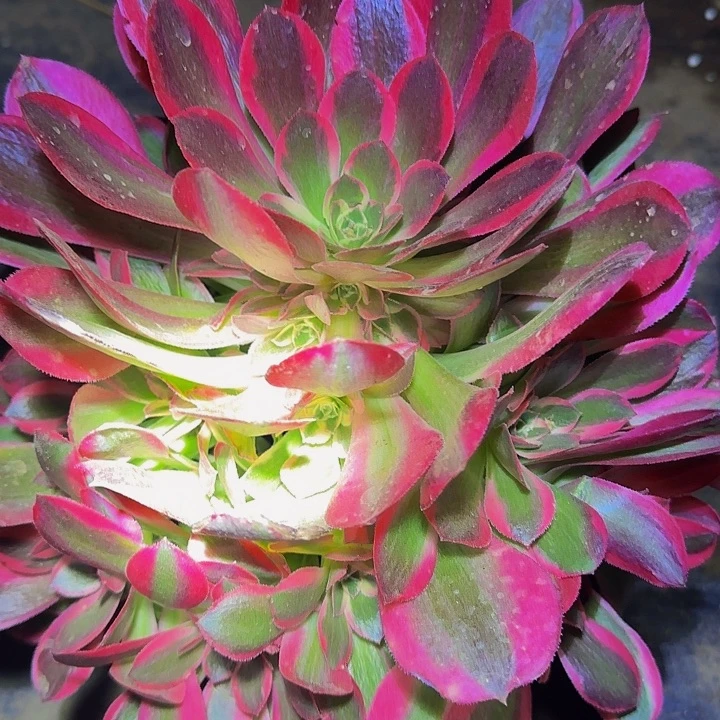 新品种妖月捧花亏本福利