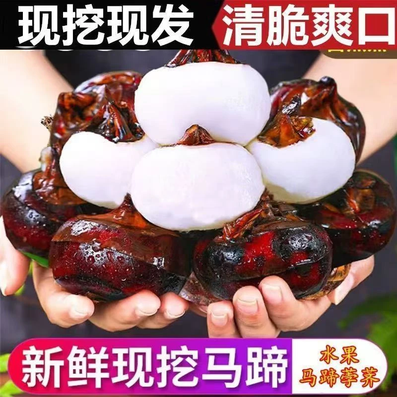 湖北新鲜荸荠马蹄脆甜多汁农家现挖水果特产大果地梨自种蔬菜带泥