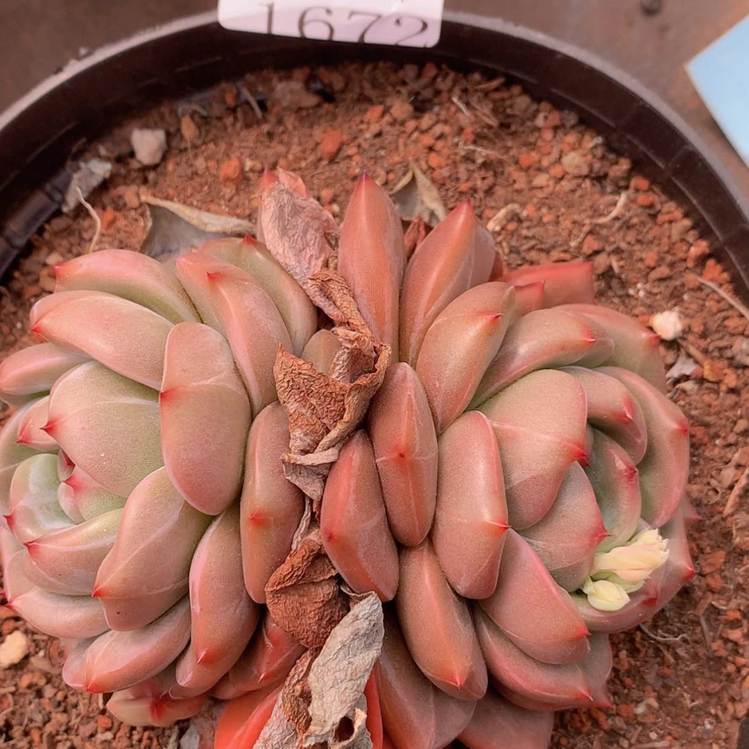 【闪购商品】云1672