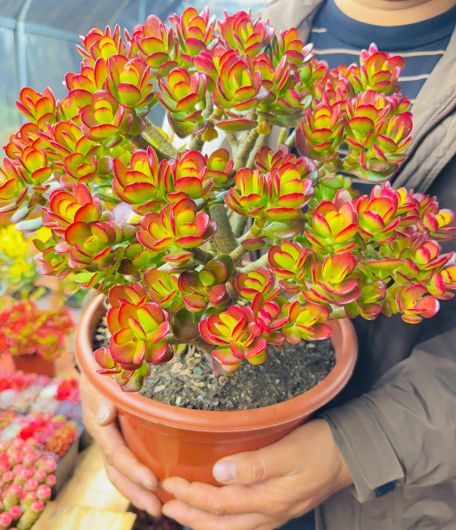 Y大老桩摇钱树【元旦迎新】【年宵纳福】年宵花多肉植物 带盆带土发货
