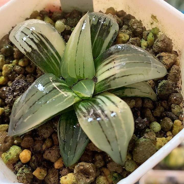 2号红纹寿锦一物一拍