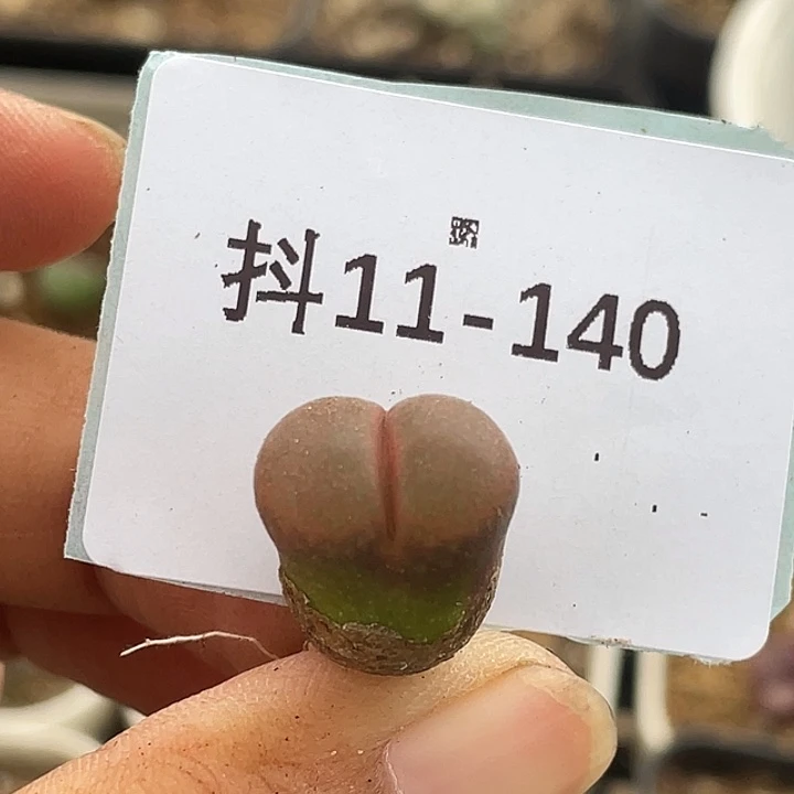 11-140风铃多肉植物