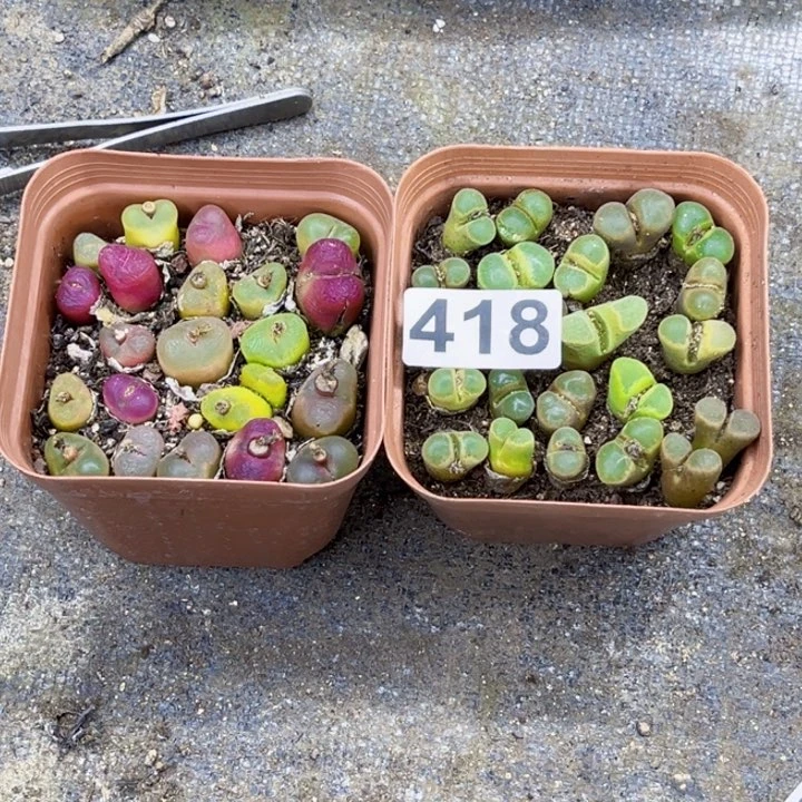 418毛风一物一图如图带盆