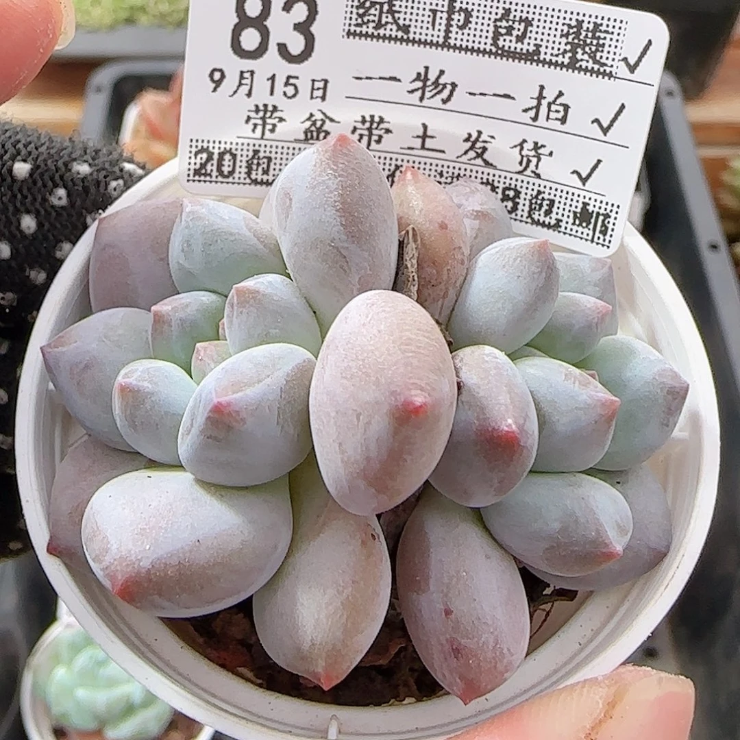 多肉0915--83龙纹麟