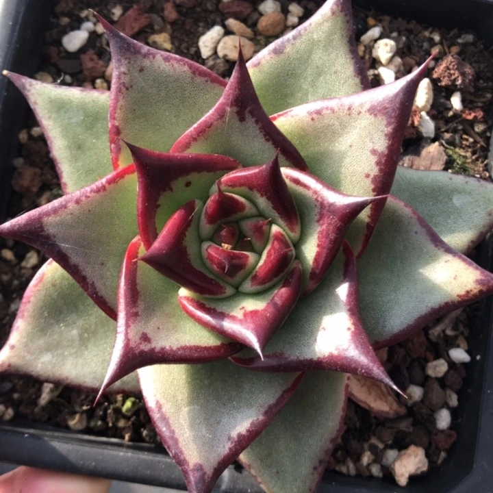 五角星造型长睫毛00000000017