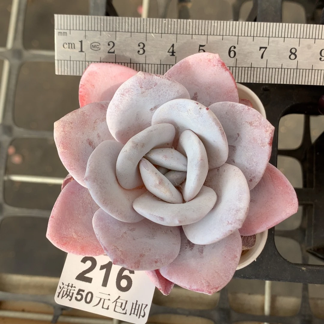 216单头雪莲胖嘟嘟冠服7