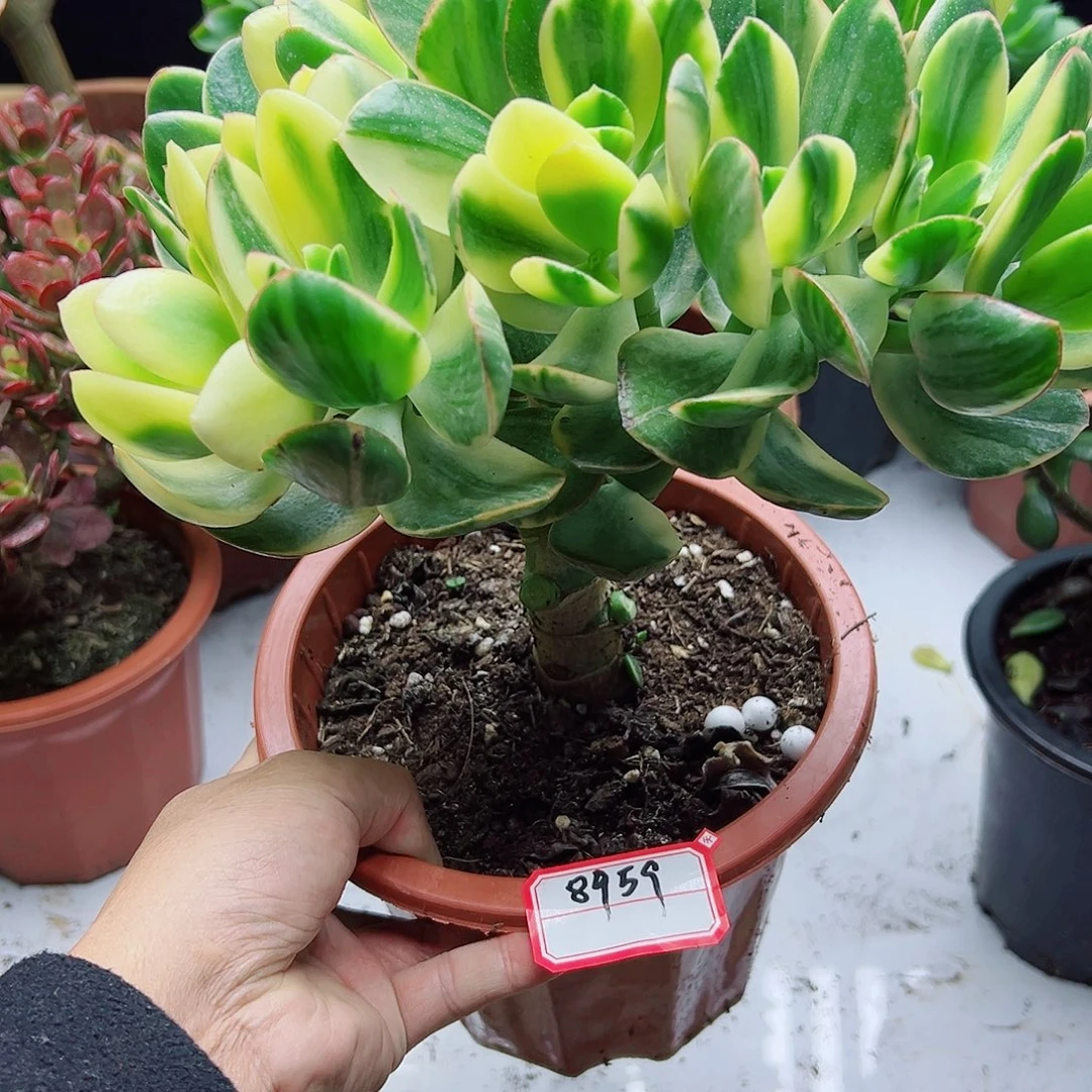 潮***涛稀有落日之艳带盆发货8959