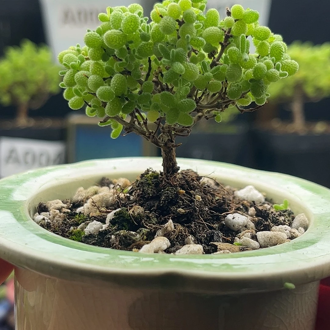 蜜桔糖球优选枝干（带盆