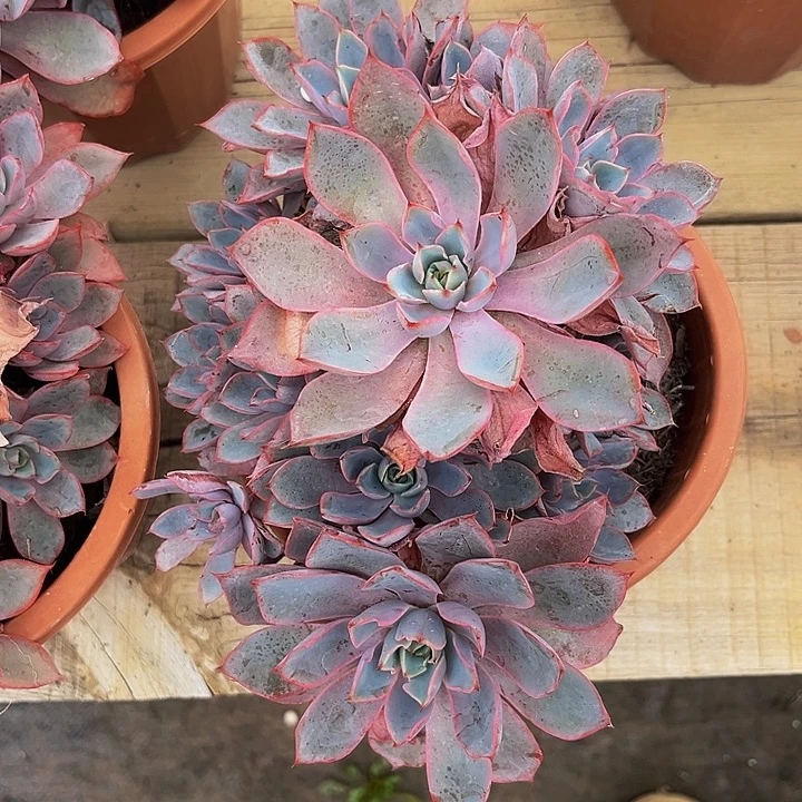 赫拉大群一物一拍