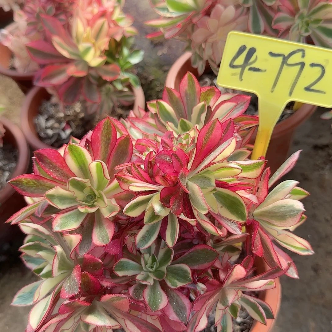 4-792---多头多肉植物