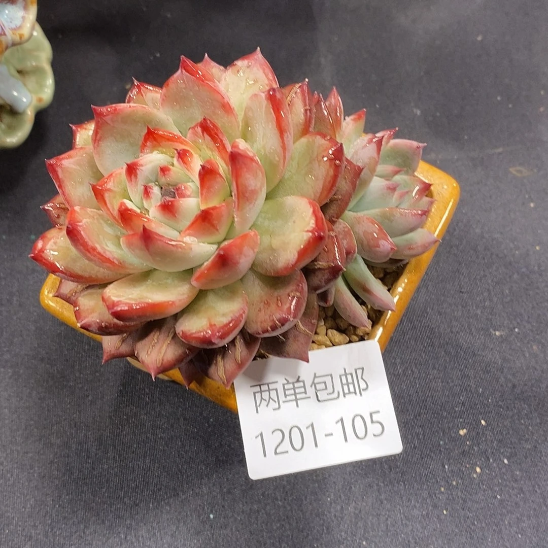 酸奶多肉 卡杂105