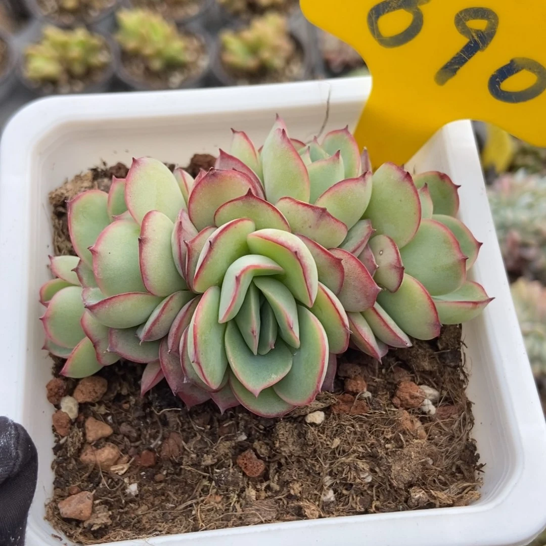 890牡丹亭多肉植物保护