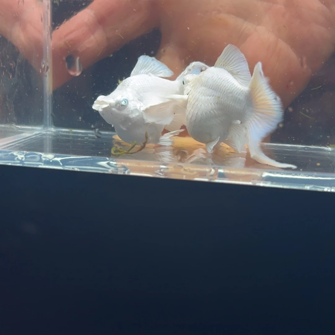 海水鱼瓷白母鱼两只