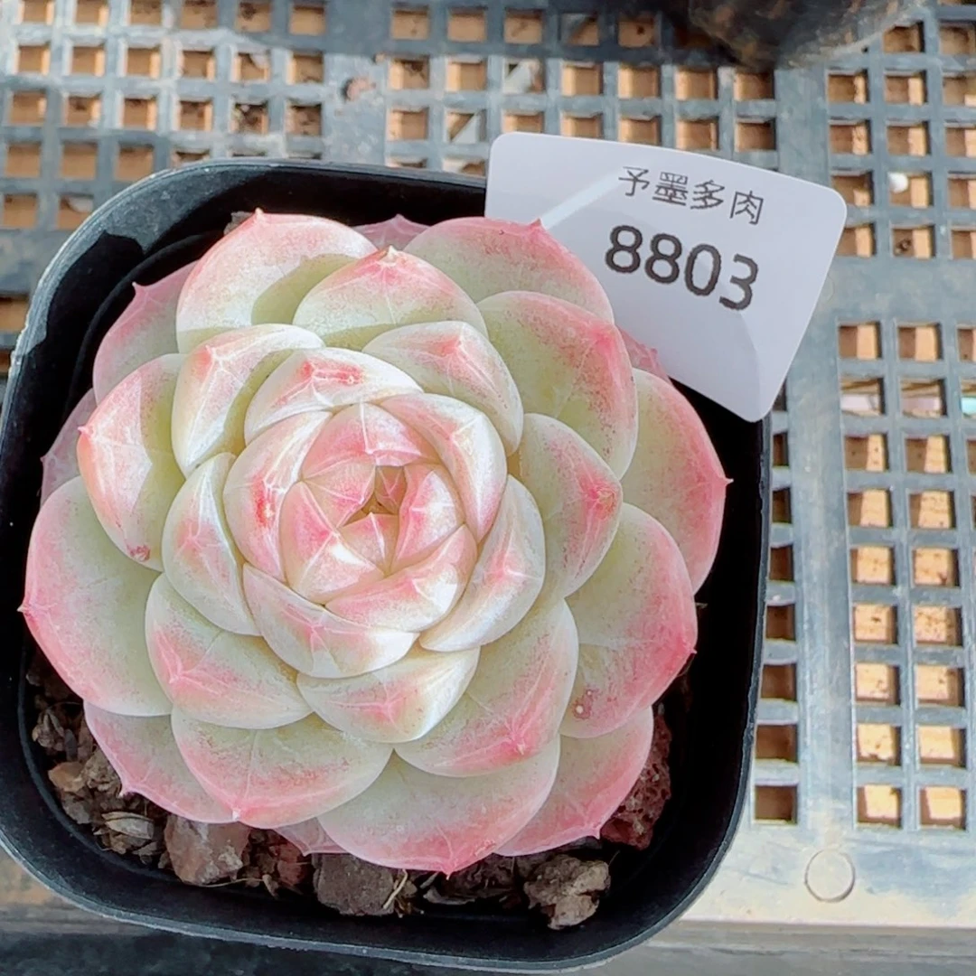 白桃汽水，8803多肉植物