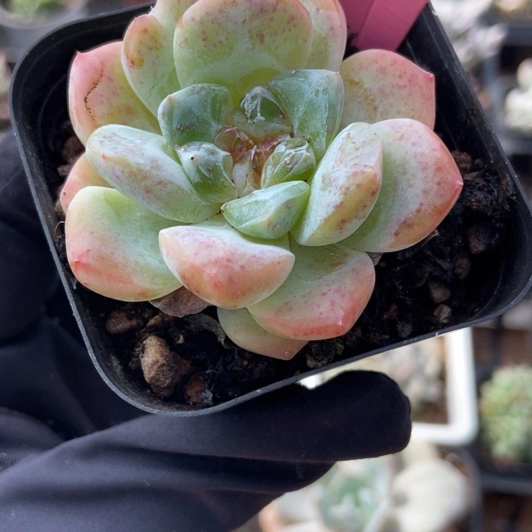 7382粉钻多肉植物