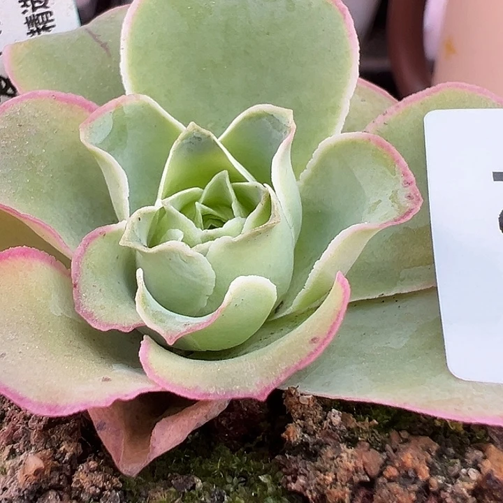 娜***子杨380 清欢 歪心福利