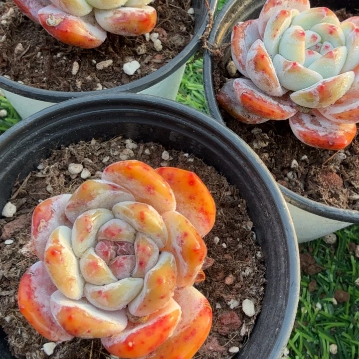 石榴子星影福利。