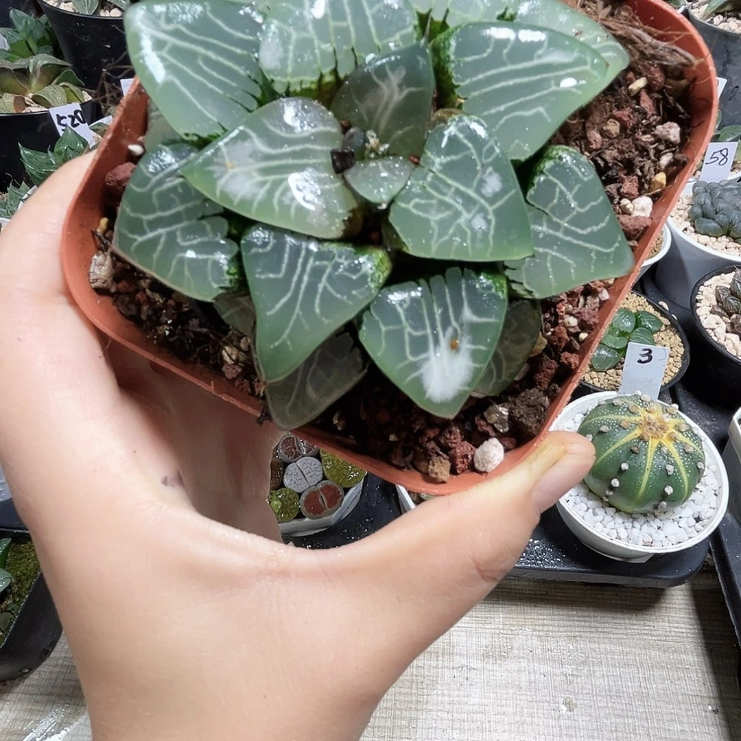 月影寿多肉植物66666