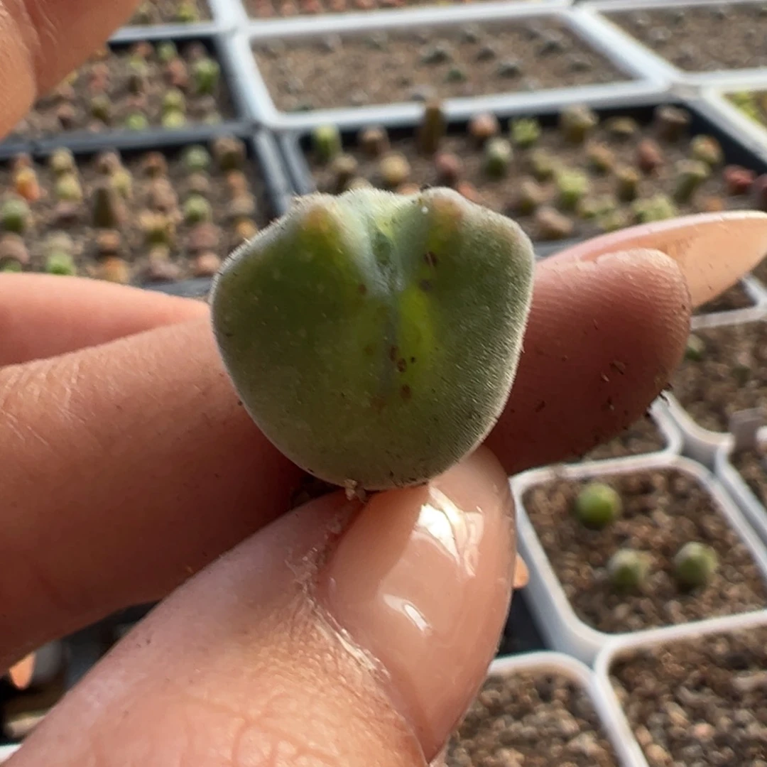 胖**墩空蝉多肉多肉