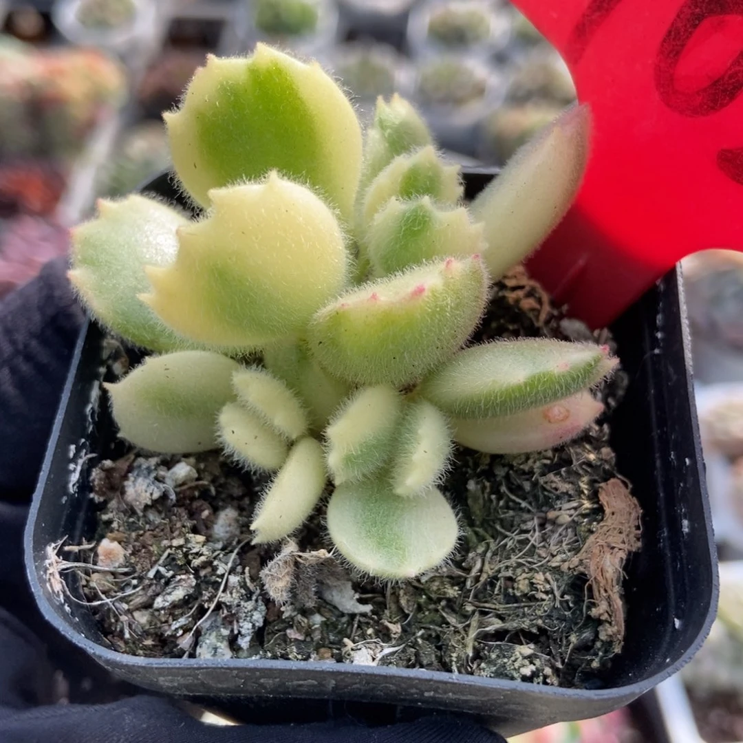 9023熊童子多肉植物多肉