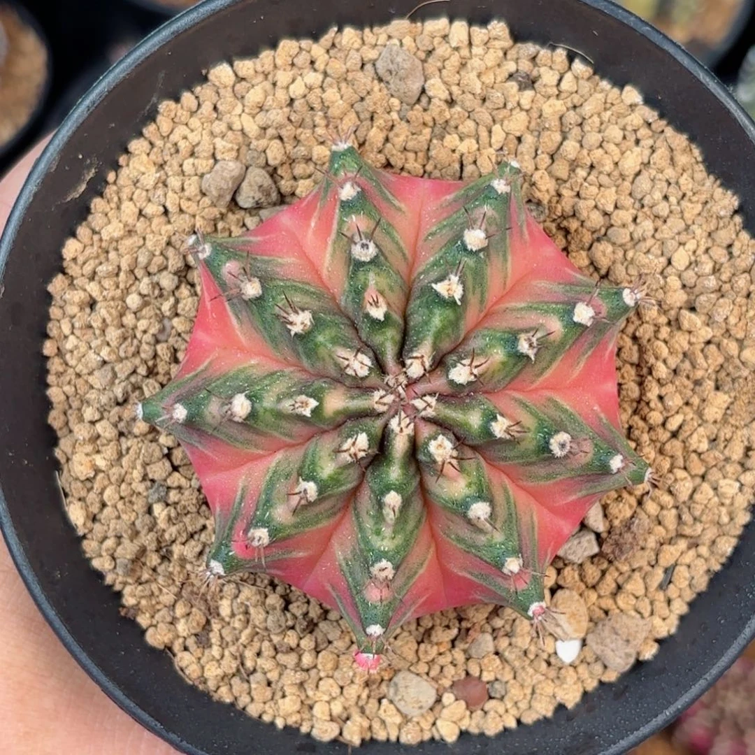 泰系米哈实生侧爱丽丝母本480