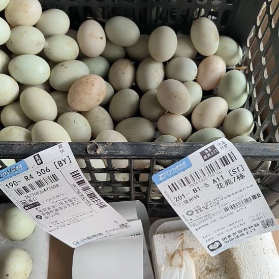 大***地包装中国大陆1500鸭蛋