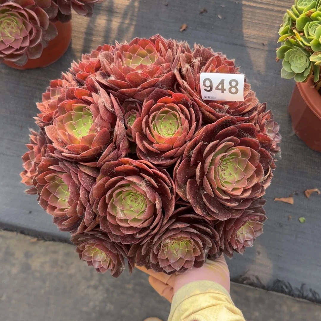 王*福948多肉植物桃花石